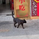 다함동물병원 | 동물친화도시 중국 청두 어학연수+개인잡담 4