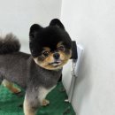 김포24시힐동물의료센터 이미지