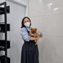 아토 강아지 미용실 이미지