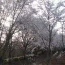 강남중학교 Daum카페