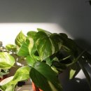 아무나사게 이미지