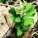 운정초등학교 이미지