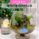 공벌레공방 | 울산 겨울 이색 데이트 원데이클래스 테라리움 공방 이끼핀나무
