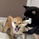 이지원카 이미지