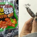 땅콩푸드 이미지