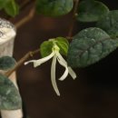 Loropetalum chinense var. rubrum `Blush` - White Fringe Flower 이미지