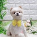 휴 애견미용 이미지