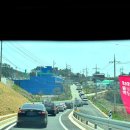 태안양계장제2농장 | 태안 가볼만한 곳 세계튤립축제 주말 방문 찐 솔직후기 (개화 상황, 주차, 먹거리)