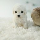 명품켄넬 이미지