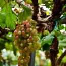 삼호농장 이미지