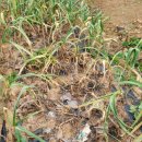 김영수농장 이미지