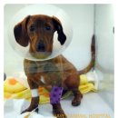 헤이븐동물병원 이미지