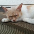 그래이프힐 이미지