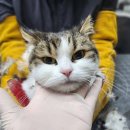 고양이 무마취 미용전문 이미지