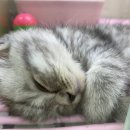 캣챱 | 평택 고양이 분양, 귀여운 고양이들이 많은 캣챱