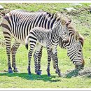 완도의 맛집 이미지