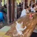 개냥아치 이미지