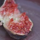 무화과나무 이미지