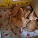 우리집 야옹이 이미지