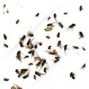 [혐주의] 여름~가을에 모기만큼 삶의질을 떨어트리는 벌레 이미지