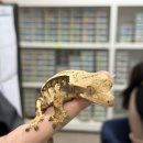 신중남로 | 대전 노은동 파충류샵 &lt;디어렙&gt;｜크레스티드 게코, 입양 상담부터 사육 정보까지 한 번에!