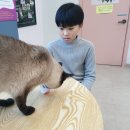 냥떼목장 이미지