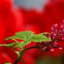 행복한 날 이미지