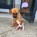 강쥐엄마네 이미지