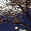 경주 밤 벚꽃 이미지