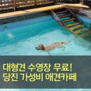 멍블랑 | 당진 애견동반 카페 멍블랑 후기 대형견 수영 가능 가성비 끝판왕