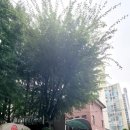 LG아파트후문 이미지