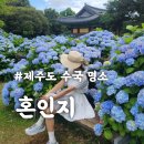 2766 | 6월 제주도 수국 명소 혼인지 후기(무료 입장, 파란 수국 인생샷)