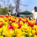 아마존 꽃 식물원 | 🌸 서울나들이장소 추천 서울식물원, 지금 딱 가기 좋은 봄꽃명소! Recommended places to visit in...