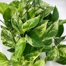 <b>스킨</b>답서스 (Golden pothos : Epipremnum aureum)