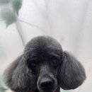 이다애견미용실 이미지