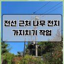 전선 근처 나무 전지 가지치기 작업 후기
