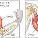 로이휘트니스 이미지