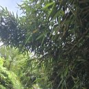 문갑도 신우대/복조리 만드는 대나무 이미지