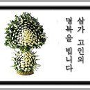 46회 조옥희씨 별세 이미지