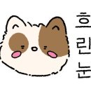 카페까망콩