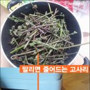 제주고사리