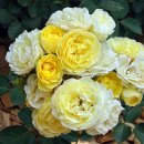 골든 보더(Golden Border) 이미지