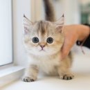 냥냥스토리 광주고양이분양 | 나주고양이무료분양 장점 많은 미유펫