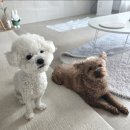 밍키애견 | 🐶 반려견과 함께 힐링! [오산 댕댕아 학교가자] 애견카페 방문 후기 💛