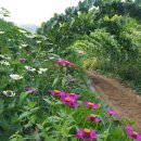 유용준농장 이미지