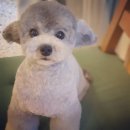 그레이스펫그루밍스튜디오 이미지