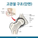 [웰튼병원]﻿노인인구의 증가와 노인관절과 고관절 수술에 대한 이해 - 고관절 고관절통증 고관절 수술 이미지