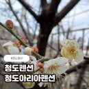 청도아리아펜션 | 청도 숙소 추천 아리아펜션 솔직 후기