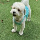 강아지놀이터 이미지