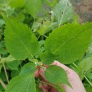 희숙농장 이미지